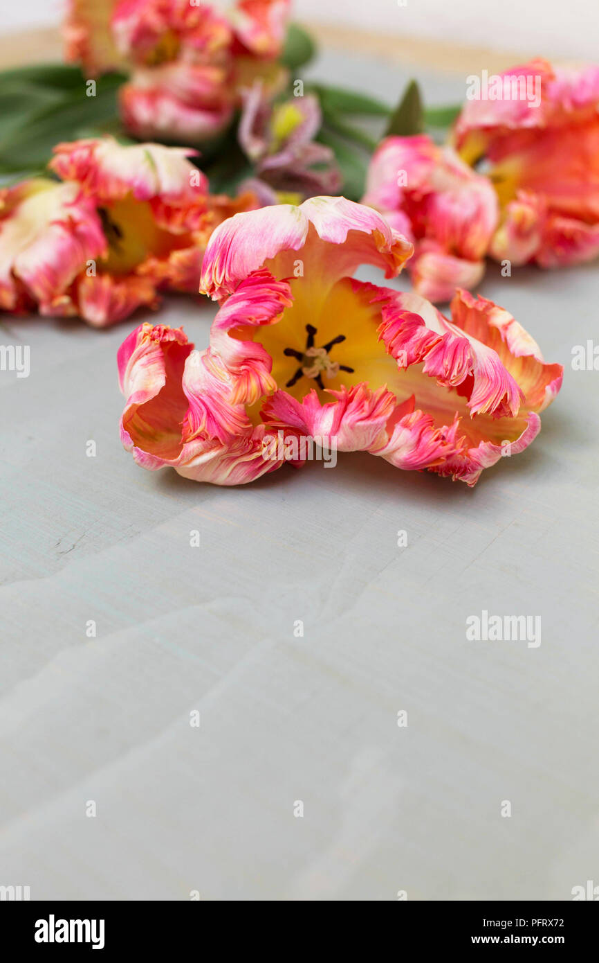 Tulipes Banque D'Images