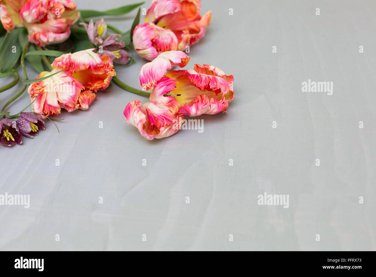 Tulipes Banque D'Images