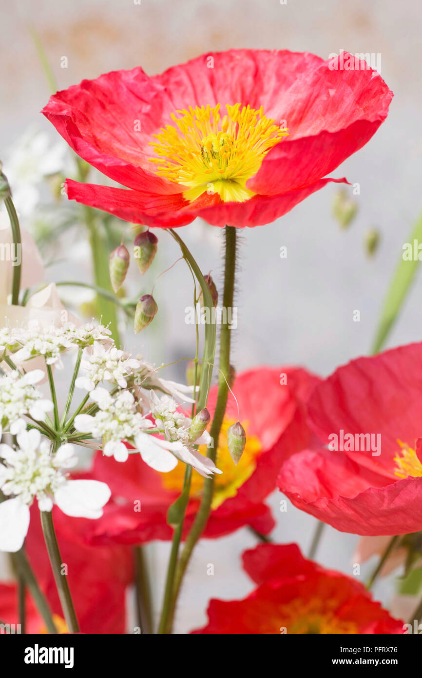 Arrangement de pavot d'islande Banque D'Images