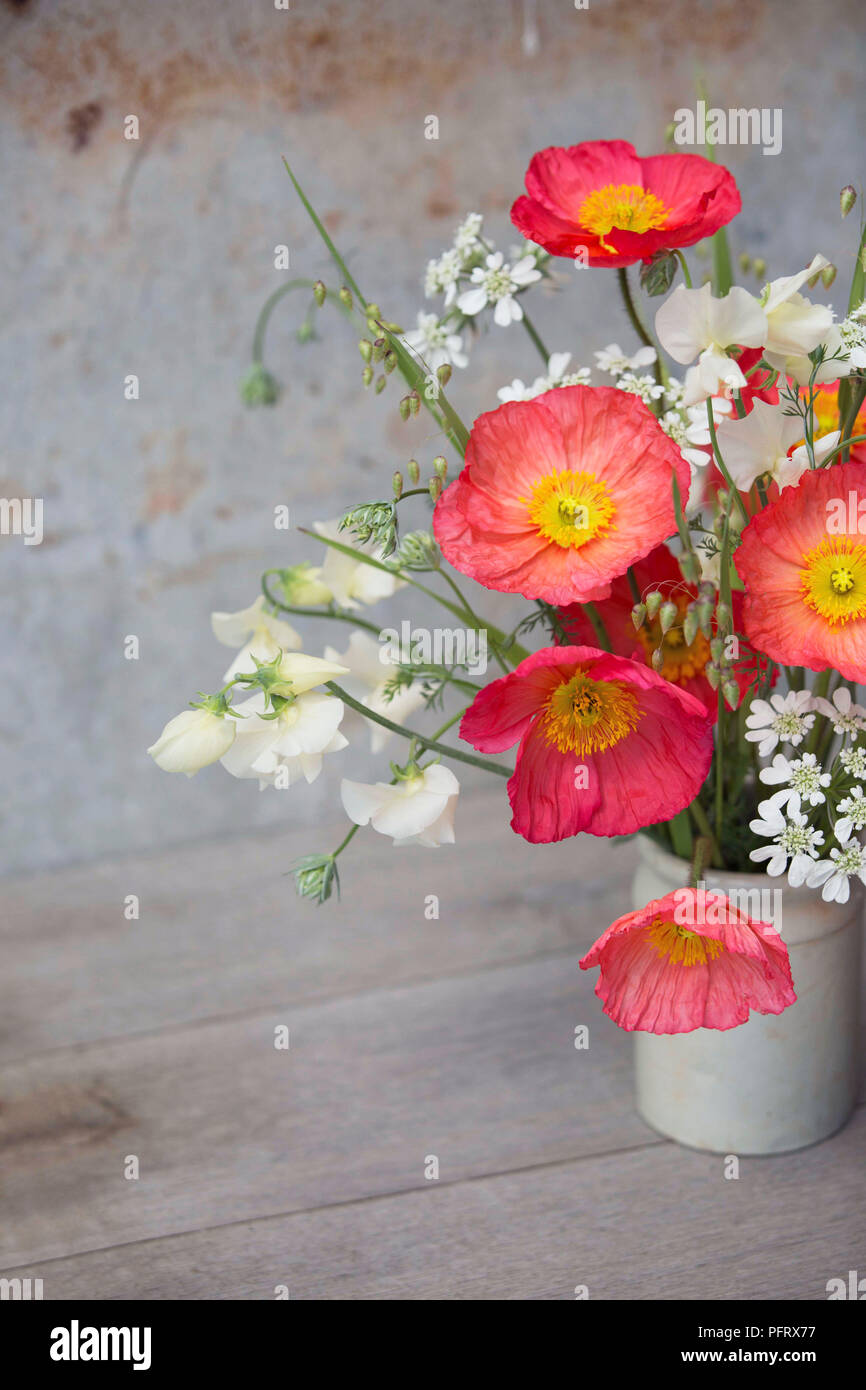 Arrangement de pavot d'islande Banque D'Images