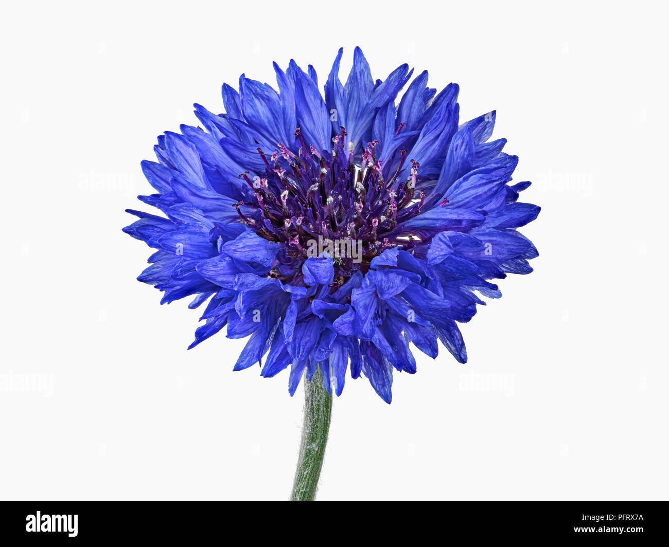 Bleuet des champs Banque D'Images