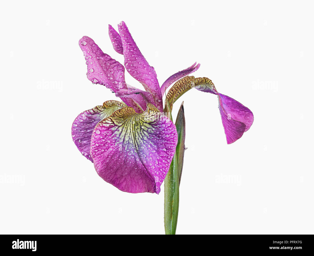 Iris de Sibérie rose Banque D'Images