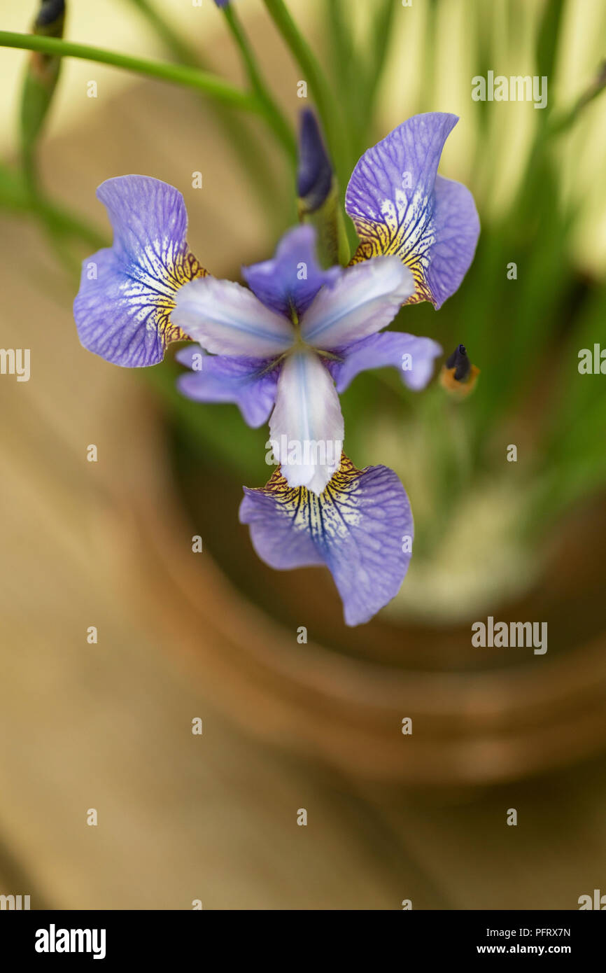 IRIS Banque D'Images