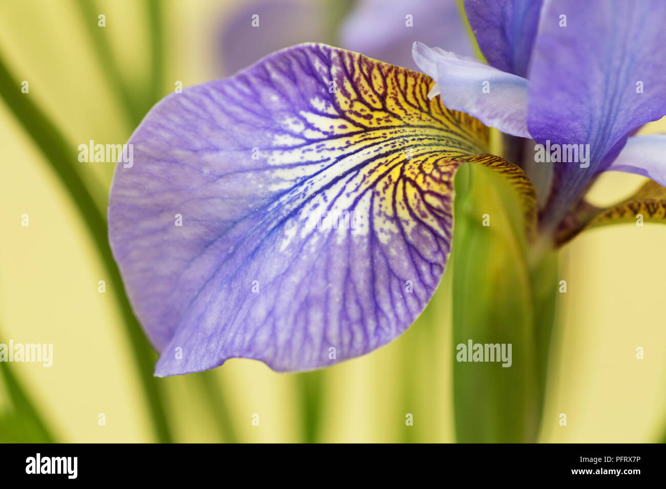 IRIS Banque D'Images