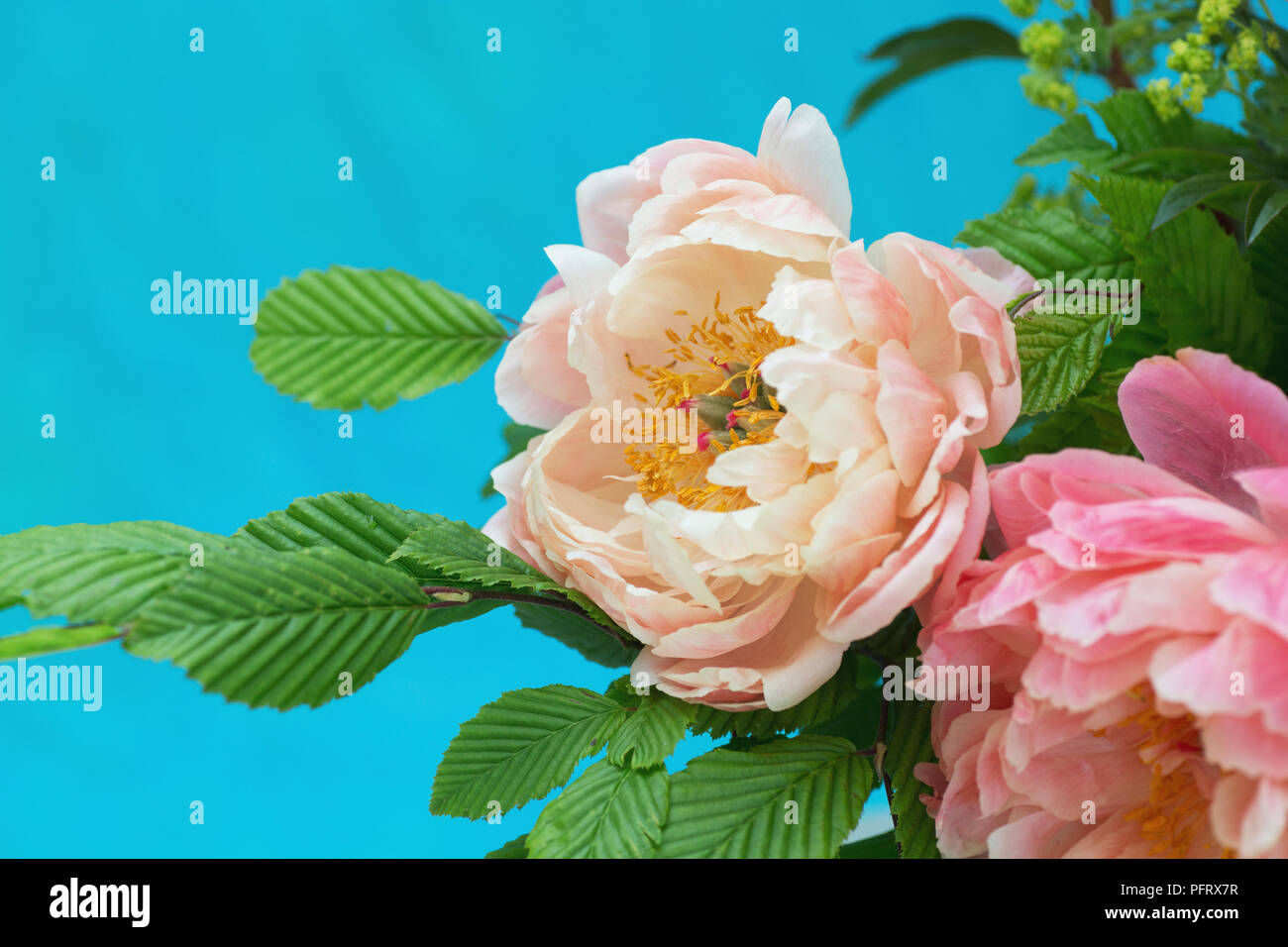 Pivoines Banque D'Images