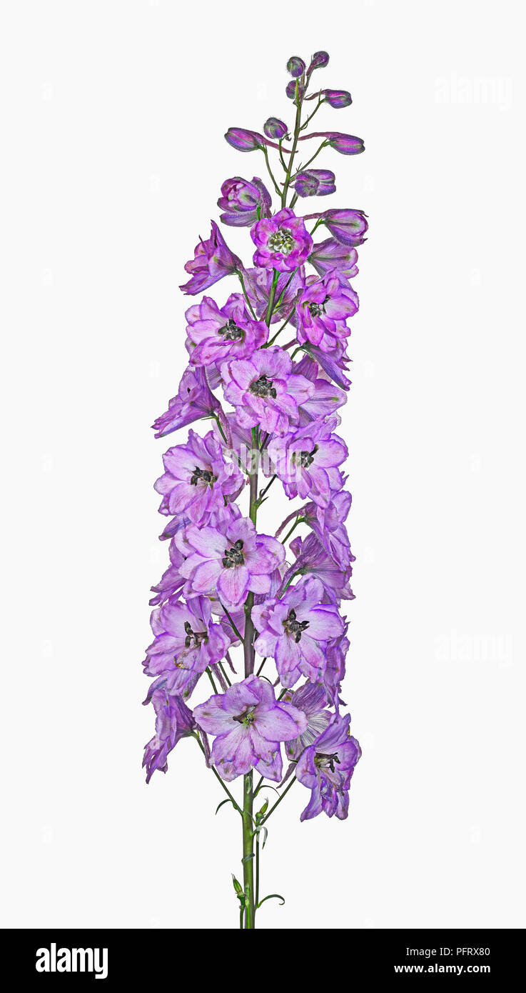 Delphinium Banque D'Images