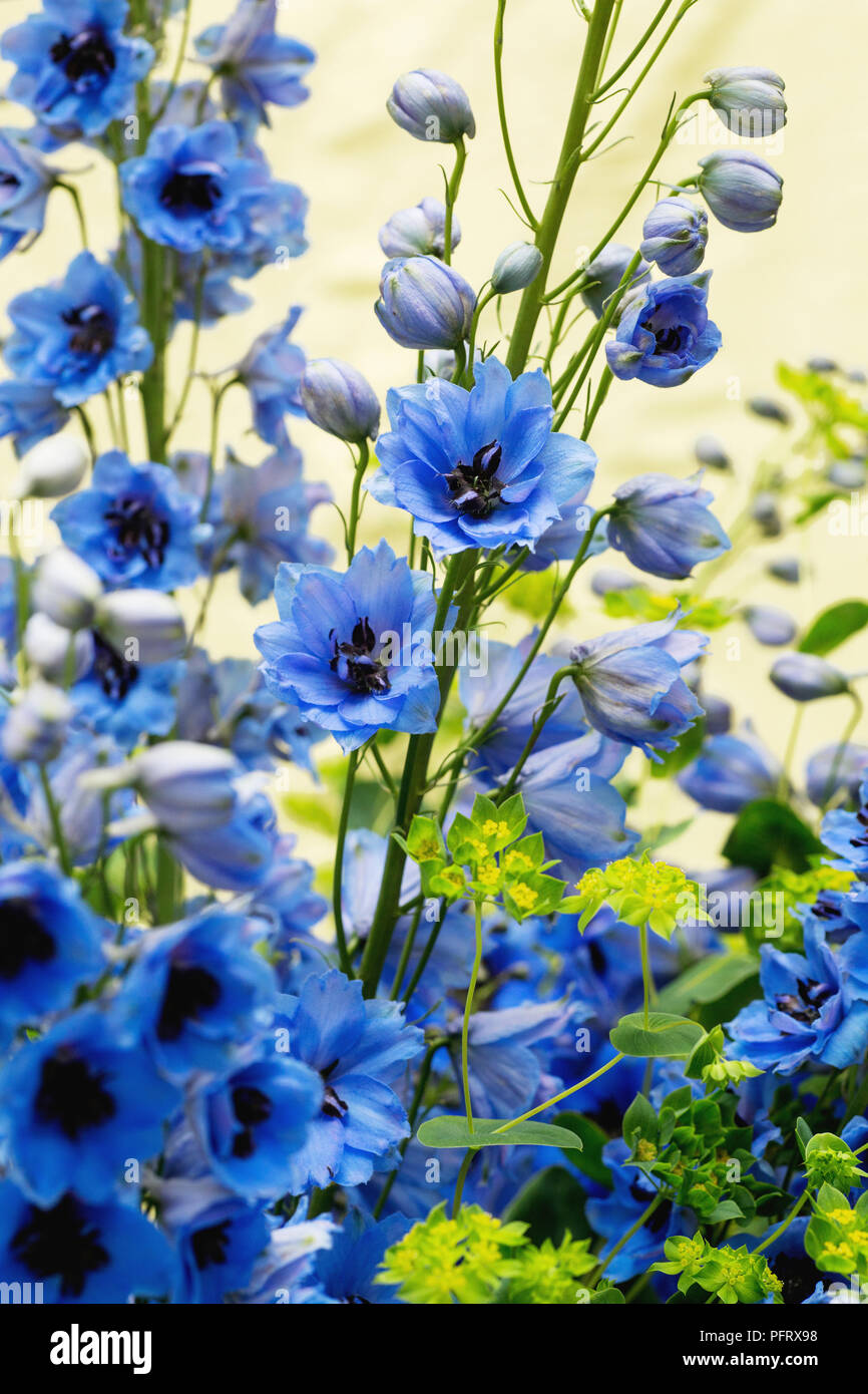 Arrangement de Delphinium Banque D'Images