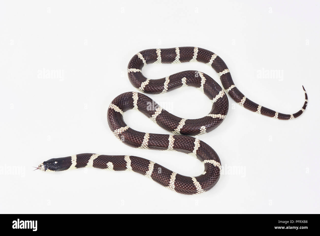California king snake, Lampropeltis californiae Banque D'Images