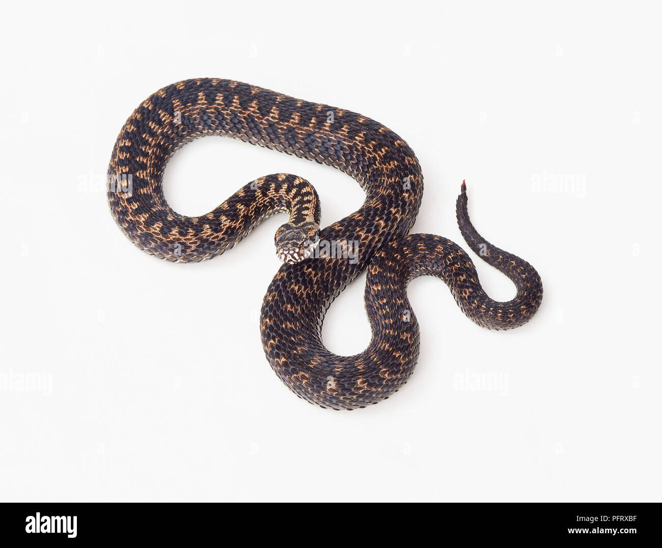 Adder, Vipera berus Banque D'Images