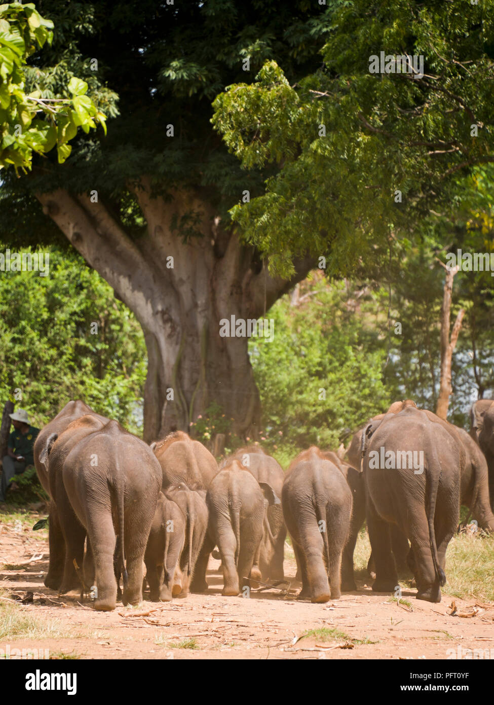 Vue verticale de jeunes éléphants à Tangalla, Sri Lanka. Banque D'Images