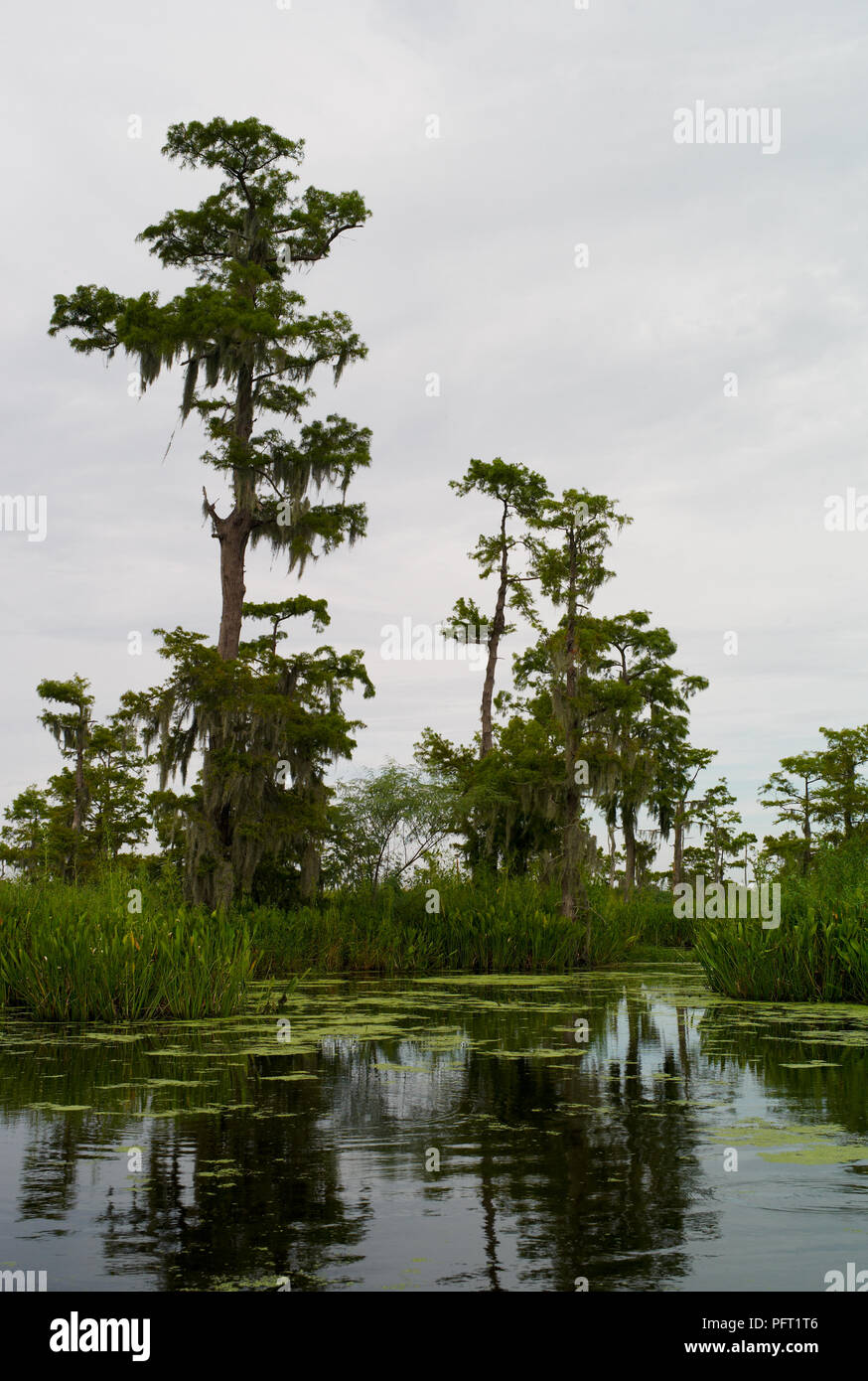 Paysage marécageux avec cyprès, mousse et eau espagnoles, Louisiane, États-Unis Banque D'Images