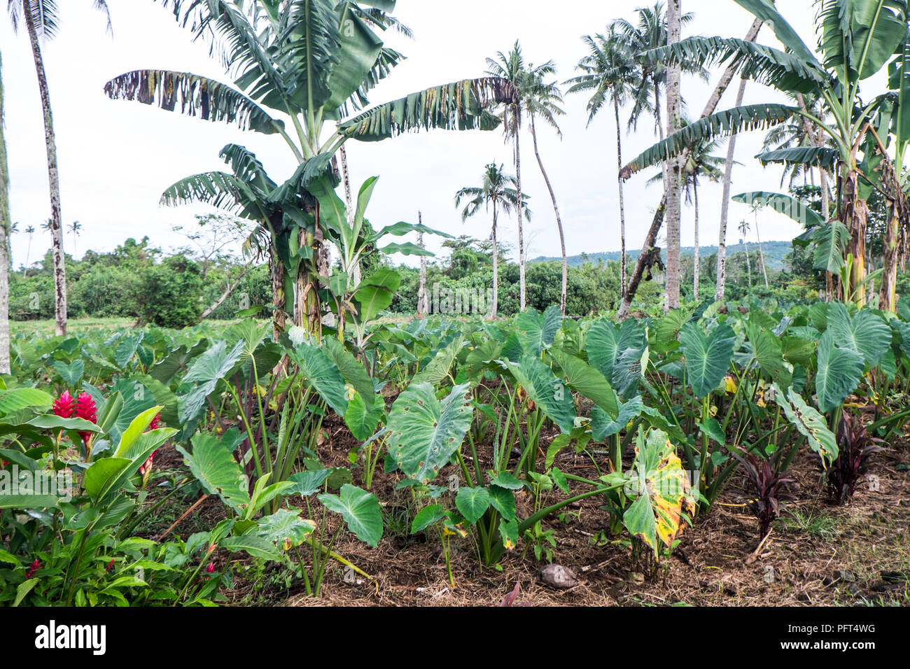 Plantation de bananes de Taro avec palmiers poussent sur l'île d'Upolu, dans l'ouest de Samoa, du Pacifique Sud Banque D'Images