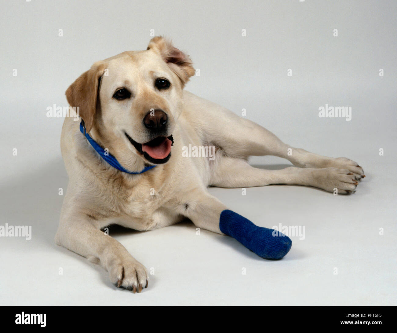 Labrador Retriever jaune avec bandage bleu sur patte avant gauche Banque D'Images