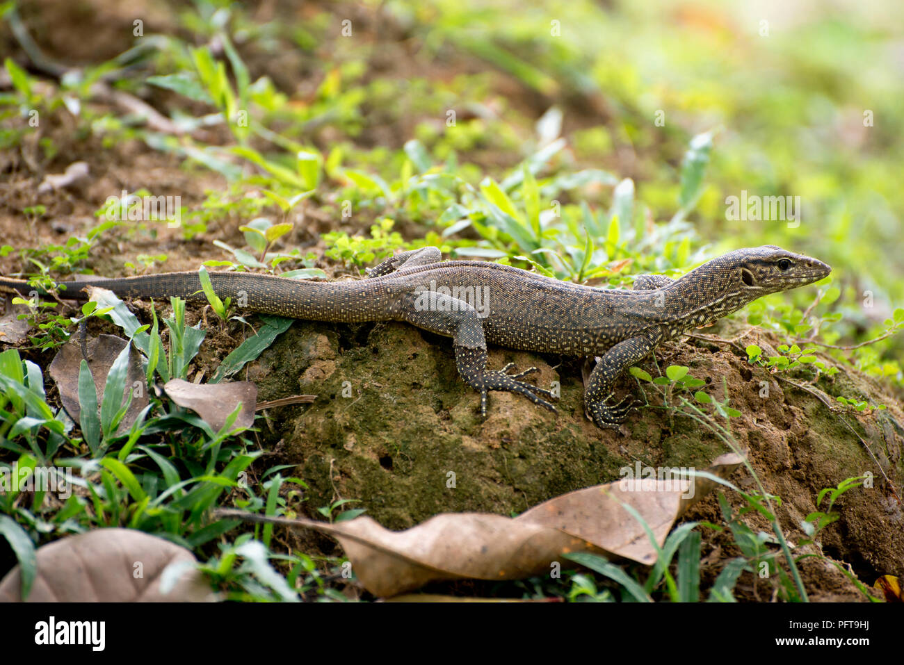 Sri Lanka, Province du Sud, Galle, Hiyare Parc Rainforest, moniteur de l'eau (Varanus salvator) on rock Banque D'Images