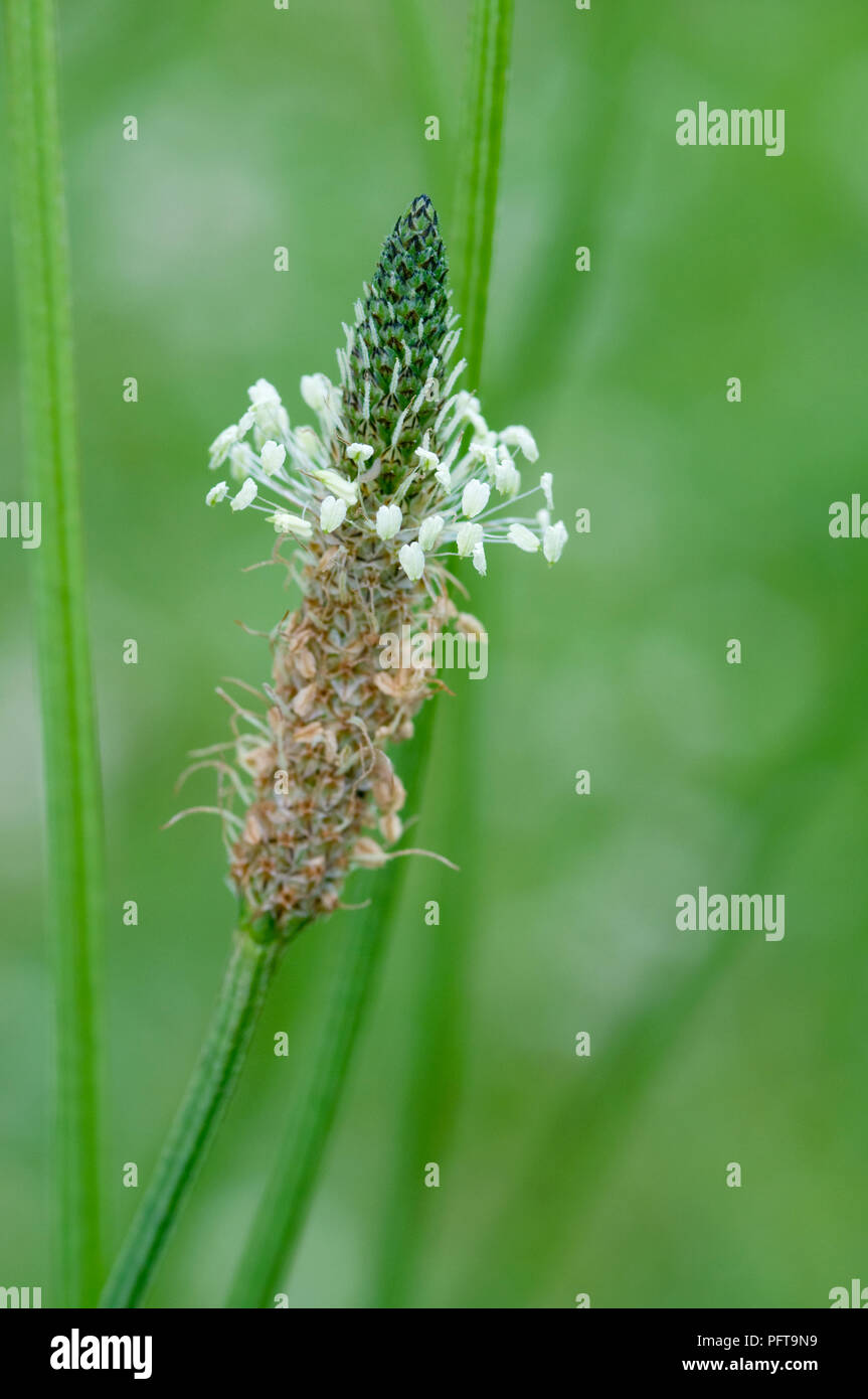Plantago major (Plantain) seedhead Plus Banque D'Images