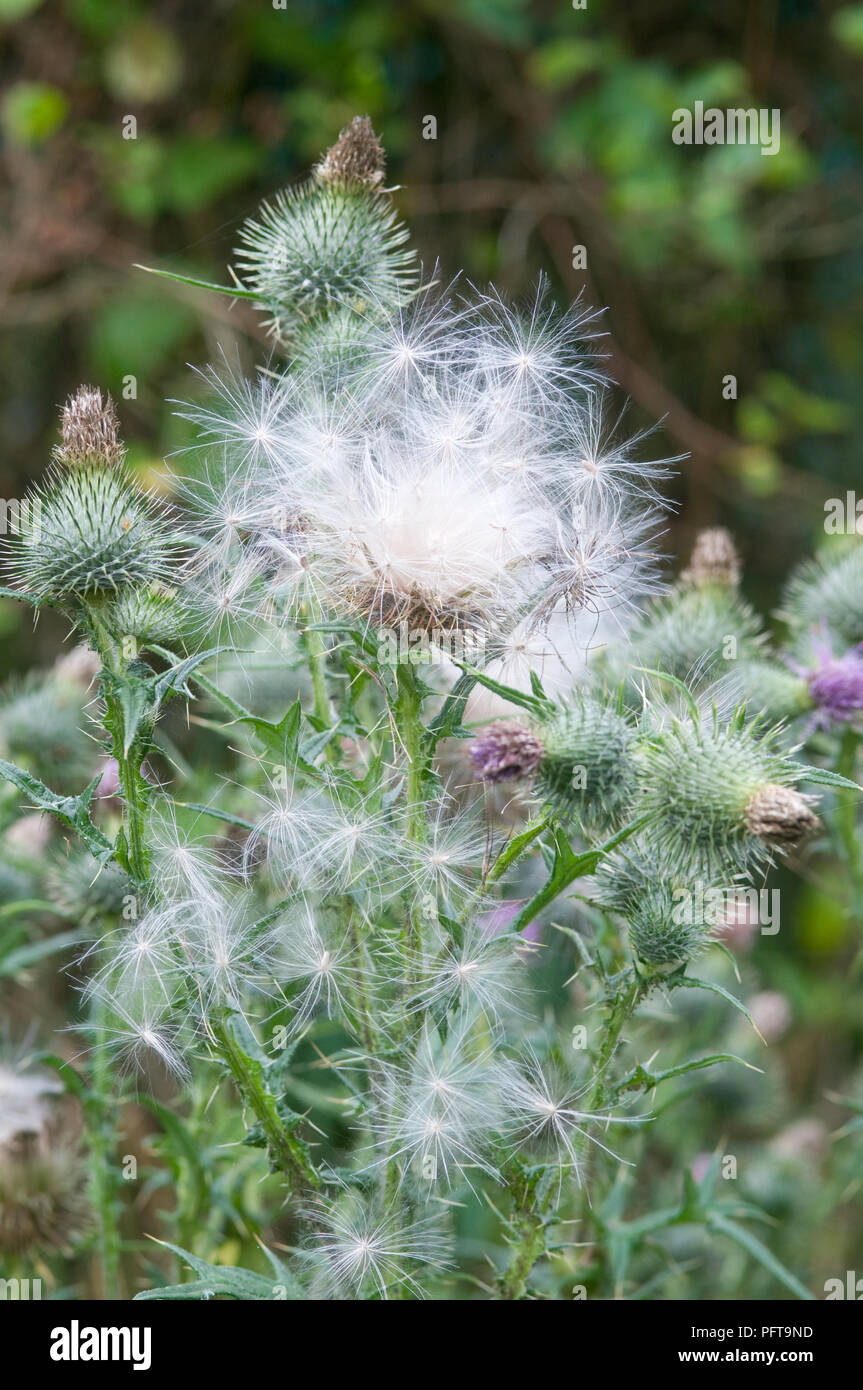 Chardons Banque D'Images