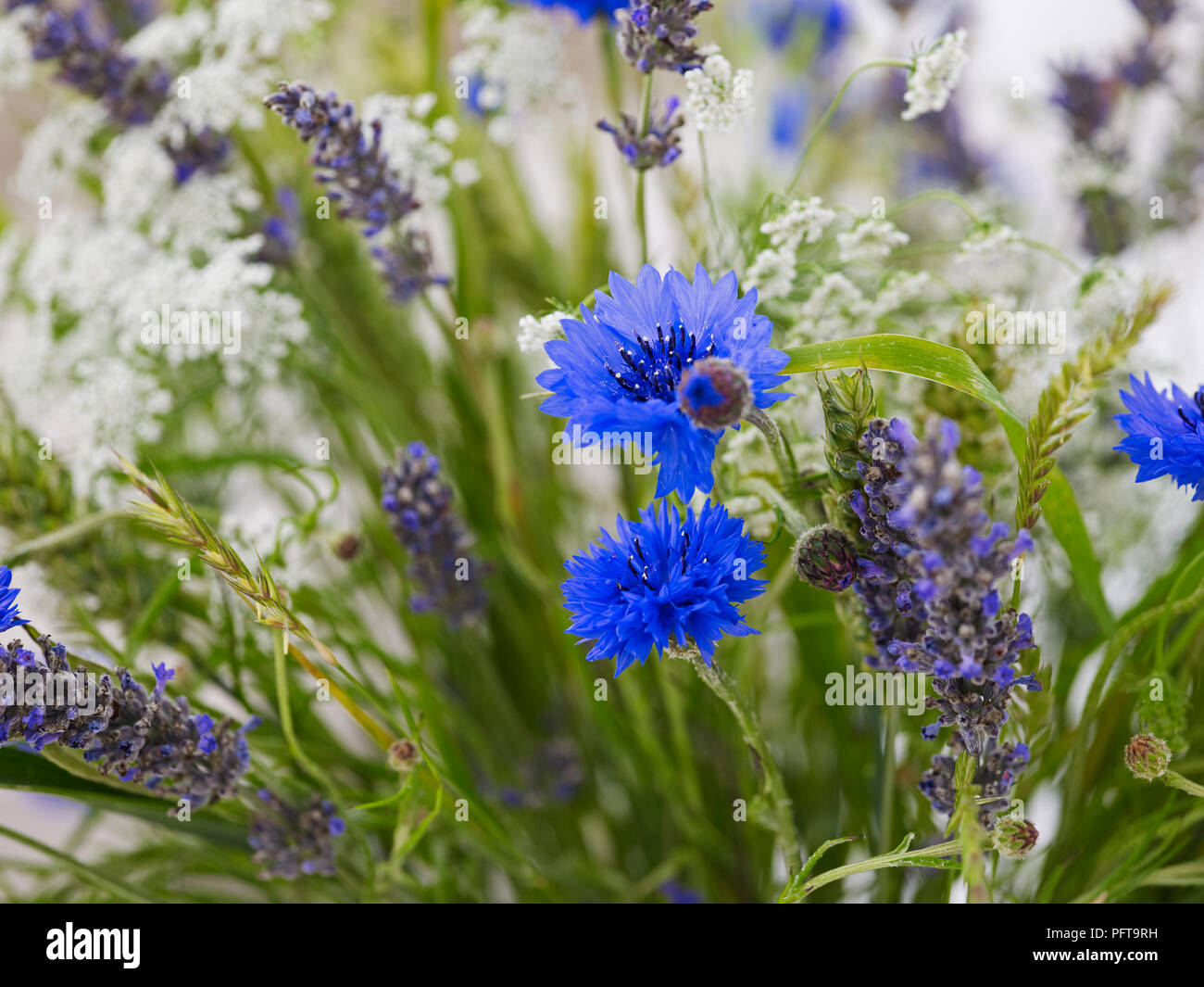 Fleurs des prés, d'arrangement de fleur Lavande Anglaise, bleuet, cow parsley, graminées, gerbe de blé Banque D'Images