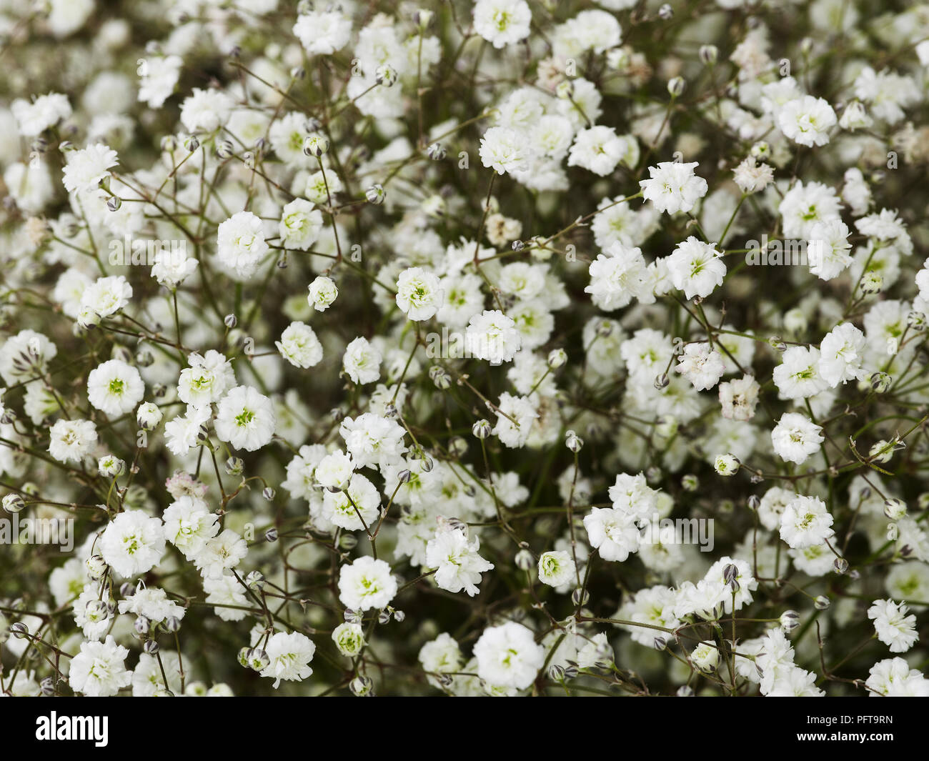 Fleurs de gypsophile, close-up Banque D'Images
