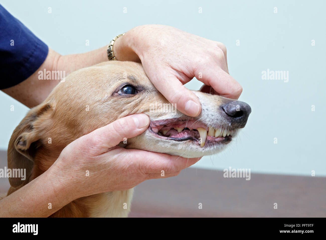 Lurcher étant vérifié par un vétérinaire. Contrôle de dents et bouche Banque D'Images