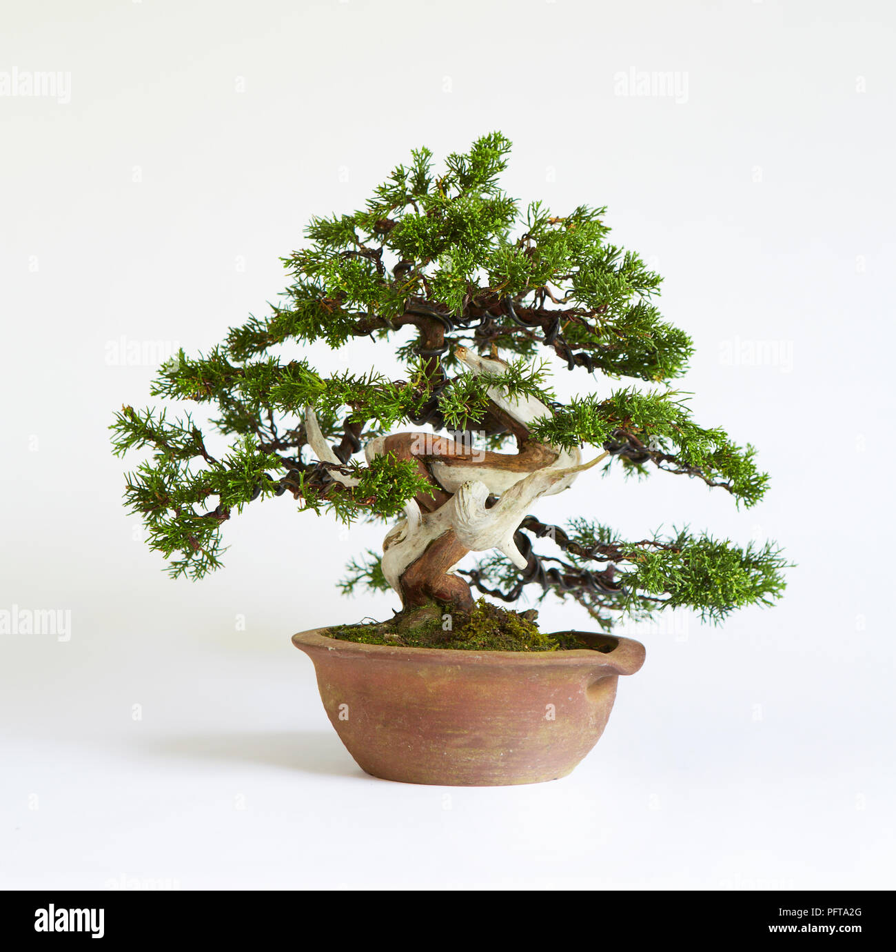 Juniperus chinensis 'bonsaï' Itoigawa (Genévrier de Chine) Banque D'Images