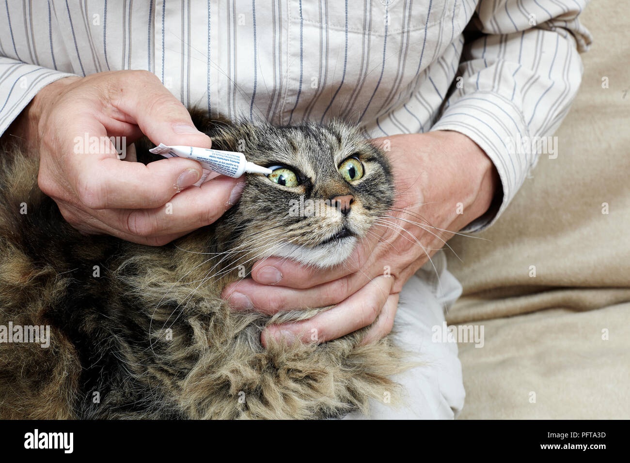 11-year-old chatte, propriétaire d'appliquer des gouttes Banque D'Images