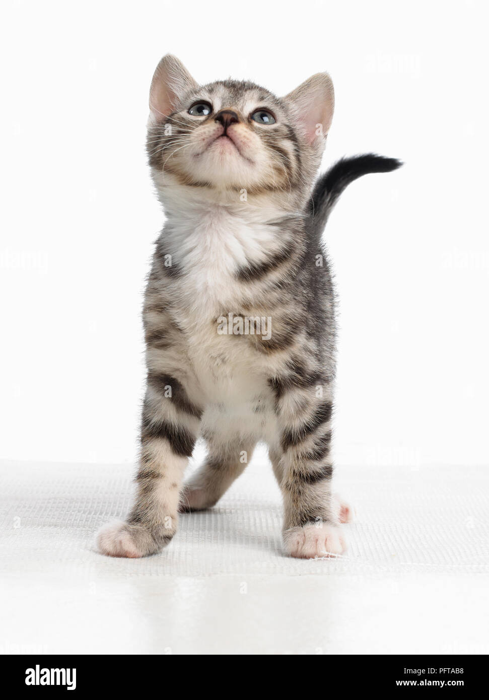 Chaton tigré gris, du Bengale et de la Croix-Rouge shorthair chatons, 5 semaines Banque D'Images