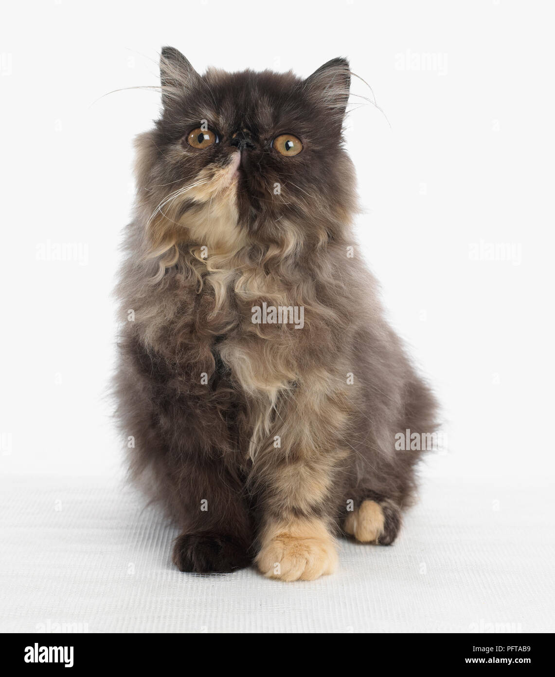 Brown longhair chaton, chaton persan, 20 semaines Banque D'Images