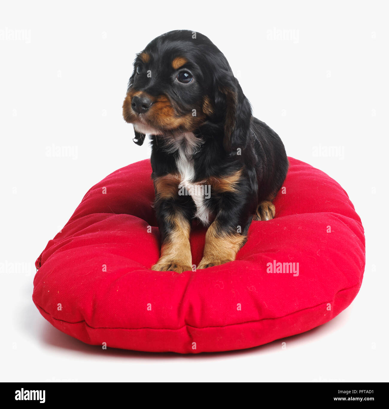 Spaniel puppy, 4 semaines Banque D'Images