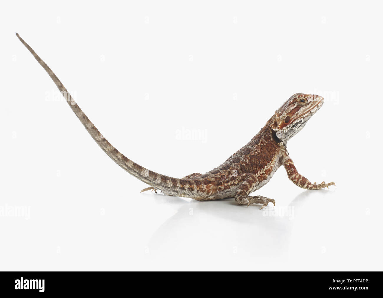 Dragon barbu (Pogona sp.), un lézard Banque D'Images