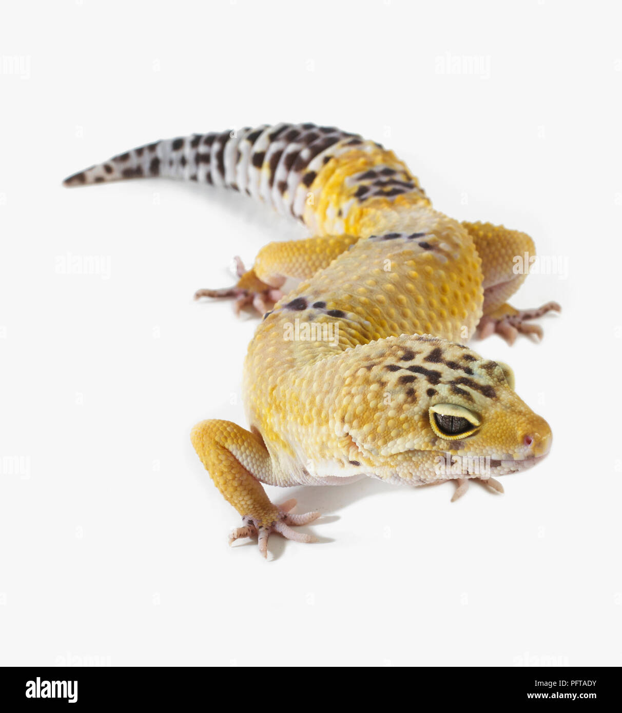 Le gecko léopard (Eublepharis macularius), 2 ans, homme Banque D'Images