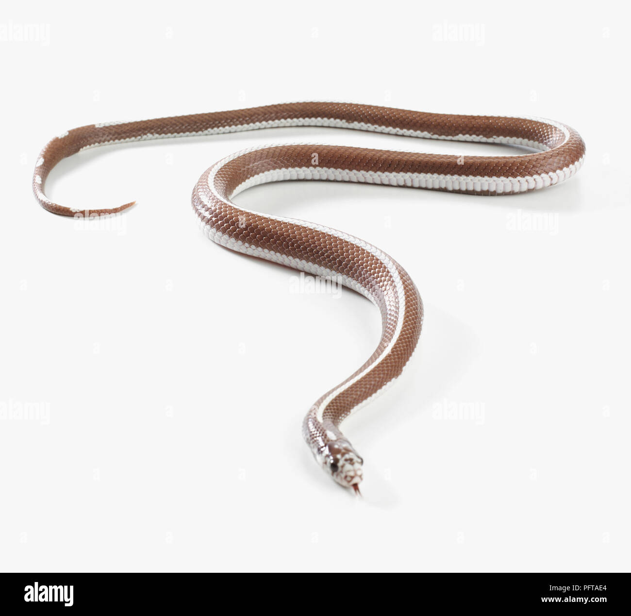 Bande de lavande, lavande Kingsnake Couleuvre rayée King (Lampropeltis sp.), Femme Banque D'Images