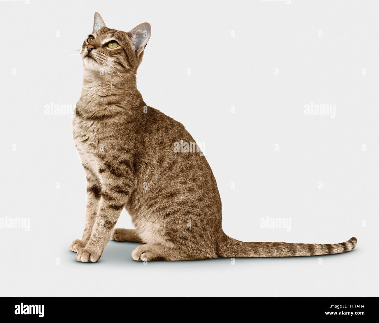 Savannah F6 Shorthair Cat Photo Stock Alamy