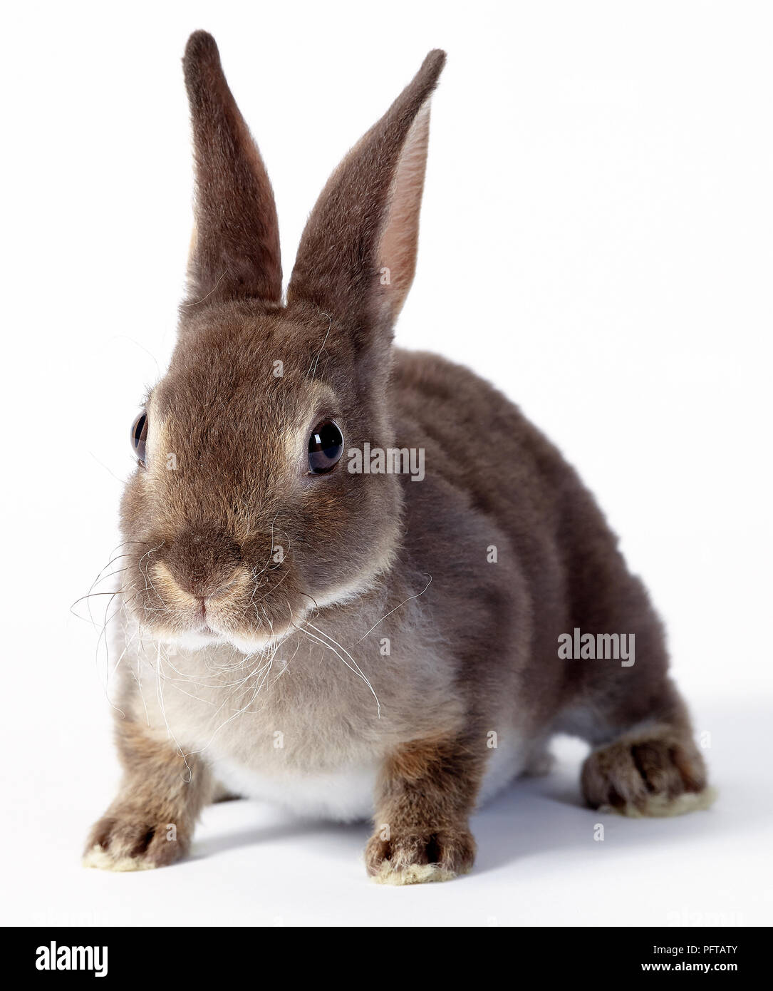 Bebe Lapin Rex Miniature Photo Stock Alamy