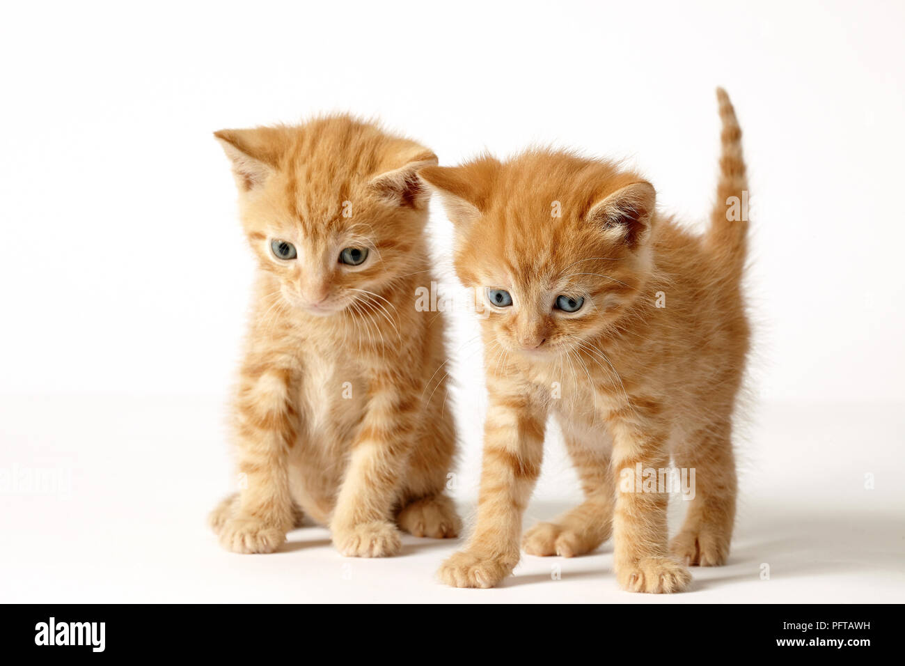 Deux chatons British gingembre croix aux cheveux courts Banque D'Images