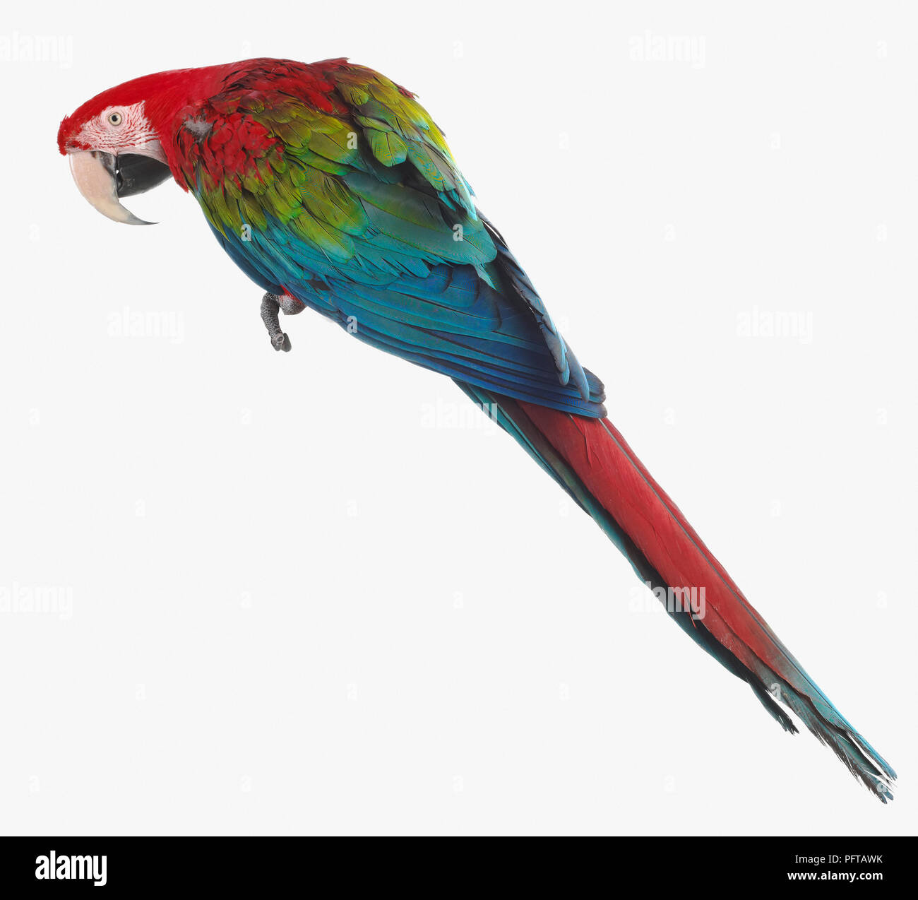 Ara à ailes vertes, rouges et vert Macaw (Ara chloropterus), Parrot Banque D'Images