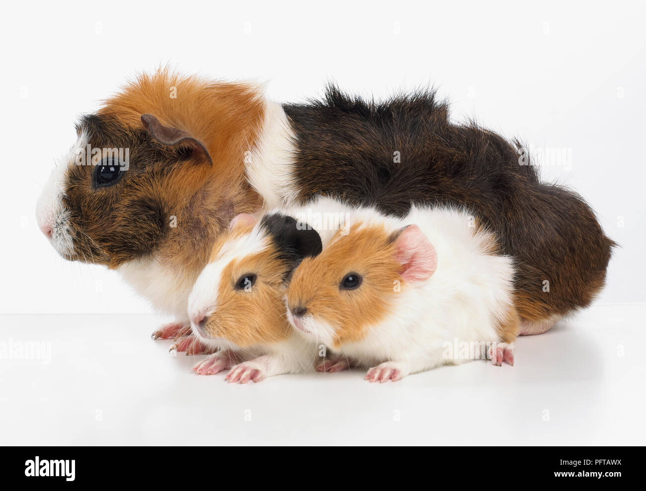 Cochon D Inde Abyssin Banque D Image Et Photos Alamy