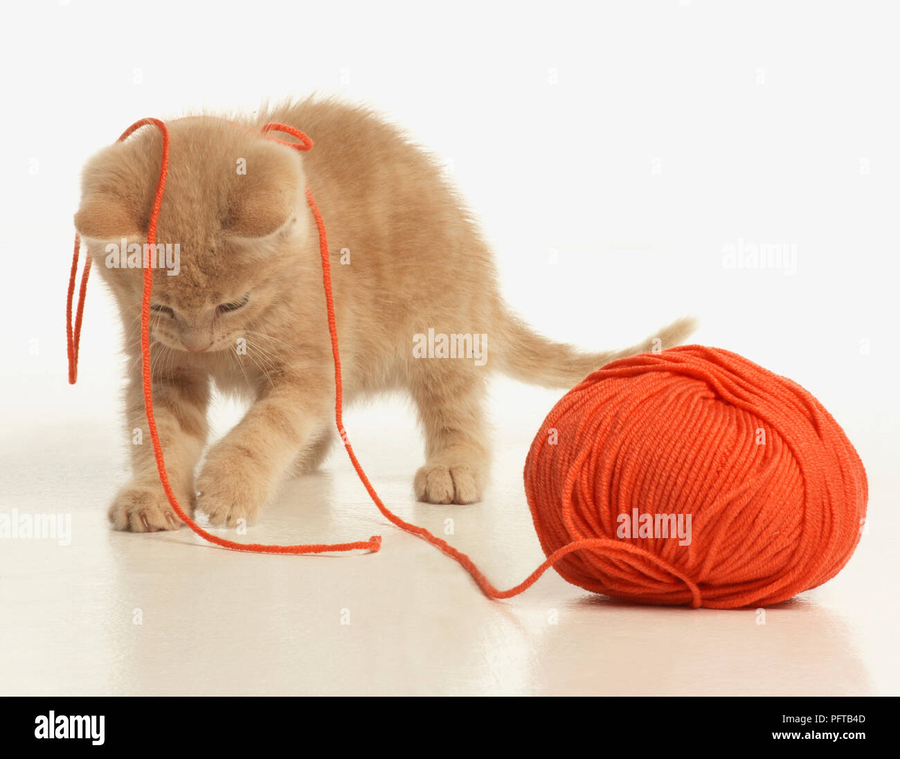 Ginger kitten playing avec balle de laine Banque D'Images