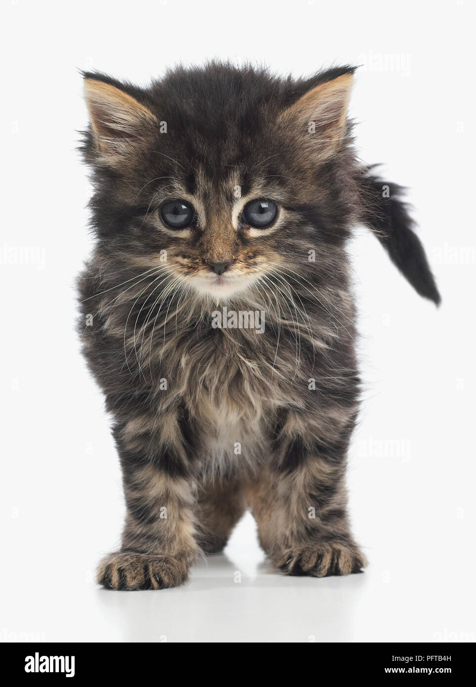 Fluffy chaton brown tabby, 8 semaines Banque D'Images