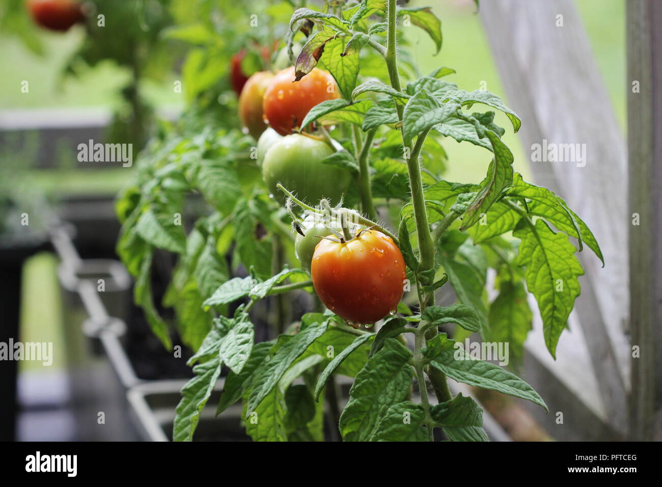Jardinage légumes de conteneurs. Jardin potager sur une terrasse. Les herbes, les tomates dans un récipient de plus en plus Banque D'Images