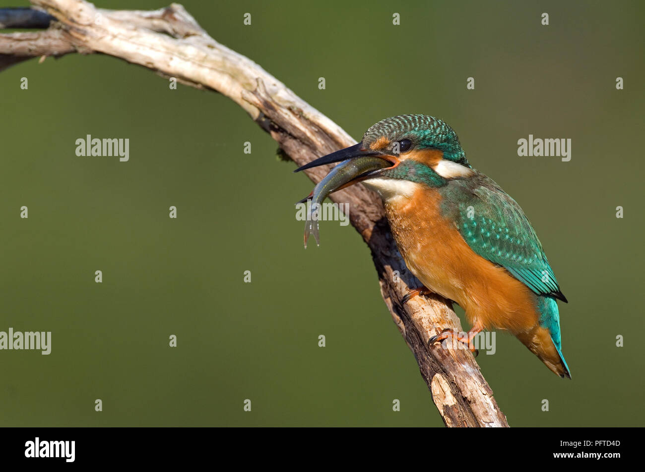 Kingfisher (Alcedo atthys commun) - La consommation de poisson Martin-pêcheur d'Europe Banque D'Images