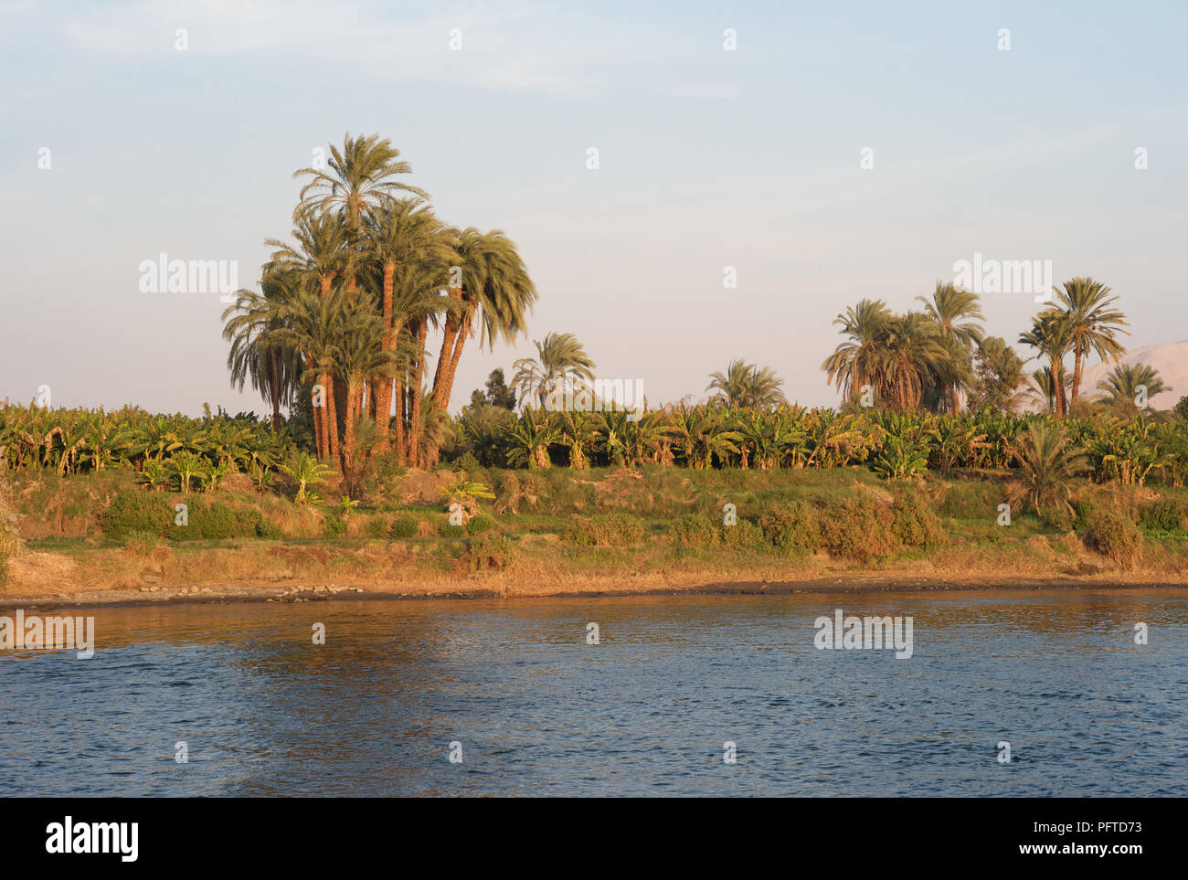 Palmiers sur la rive du Nil, Egypte en lumière du Soir dorée Banque D'Images