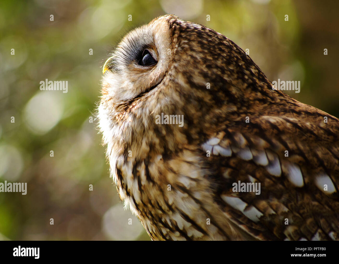 Tawny Owl (Strix Aluco enr) - profil de côté jusqu'à la Banque D'Images