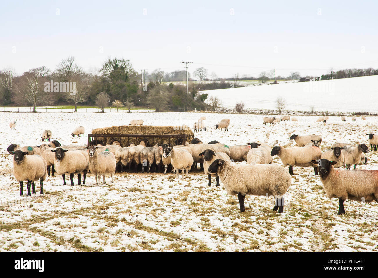 Moutons dans un champ parsemé de neige en Westmill Hertfordshire, l'hiver. Banque D'Images