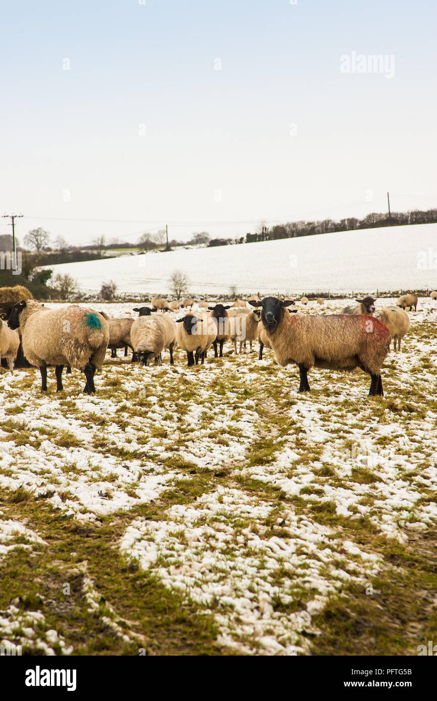Moutons dans un champ parsemé de neige en Westmill Hertfordshire, l'hiver. Banque D'Images