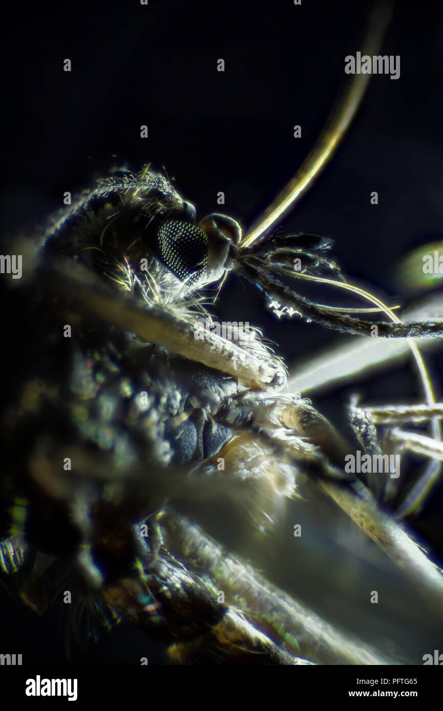 Image microscopique de moustique, technique de champ sombre, extreme close-up Banque D'Images