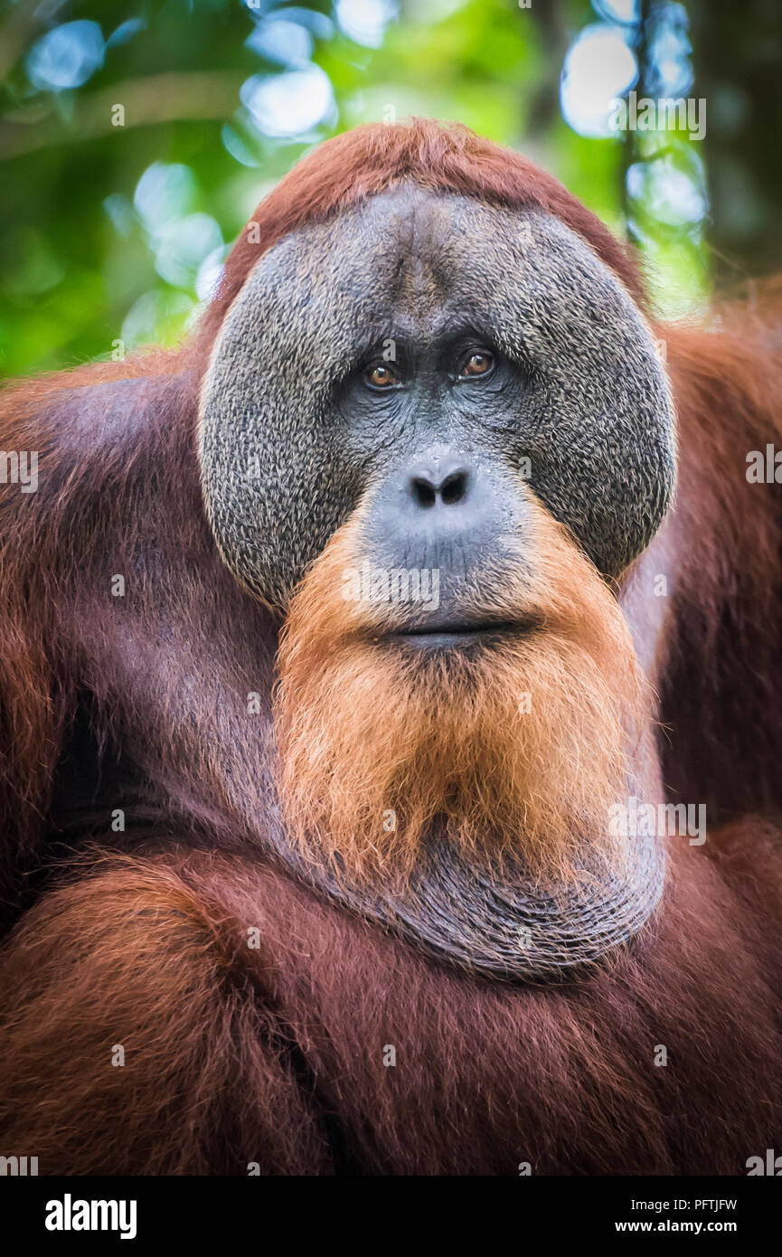 Portrait d'homme l'orang-outan, parc national de Gunung Leuser, Sumatra, Indonésie Banque D'Images