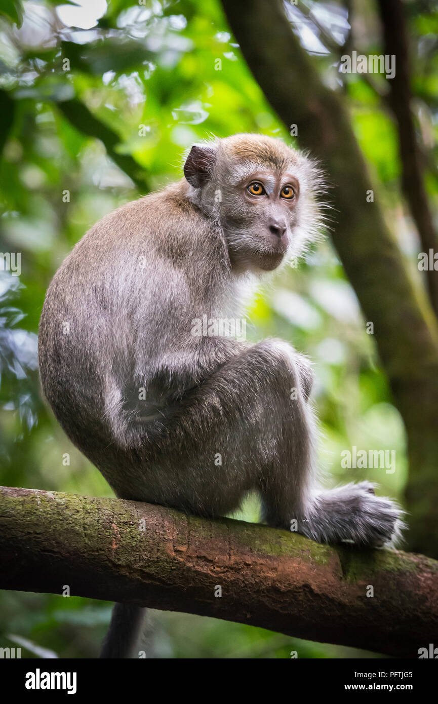 Singe Macaque Grognant Et Un Singe Macaque Espiègle Sur Une Branche | Photo Gratuite