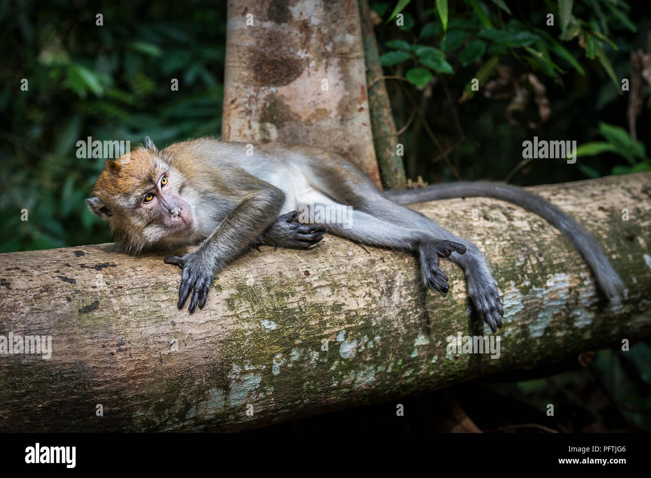 Singe Macaque de Sumatra dans la région de parc national de Gunung Leuser, Sumatra, Indonésie Banque D'Images