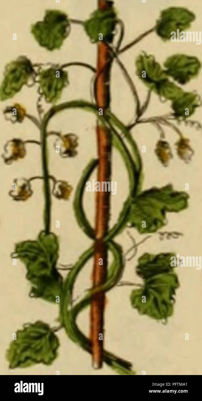 Cette plante historique de Nicholas Culpeper fournit des descriptions détaillées des plantes médicinales, leurs utilisations dans le traitement de diverses maladies, et leurs méthodes de préparation. C'est un guide complet pour comprendre les propriétés thérapeutiques des herbes et des plantes communes. Banque D'Images