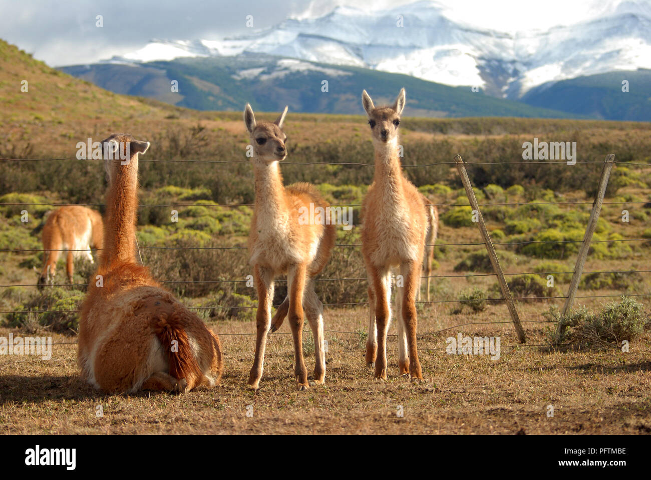 Un couple de jeunes Lamas avec leur mère , Torres del Paine Banque D'Images